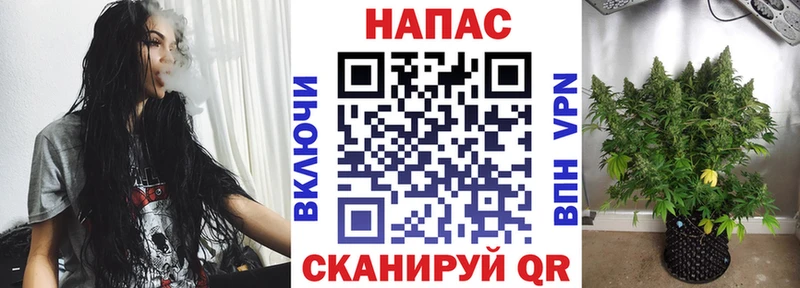 Конопля OG Kush  Купить где  Узловая 